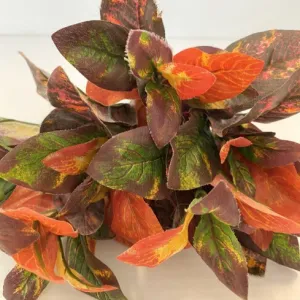Foliage - Colorful Leaves